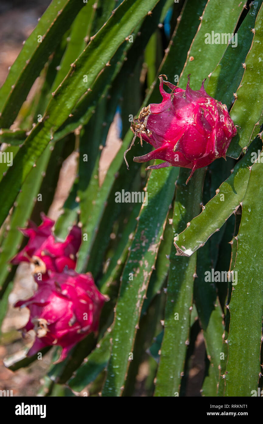Red Dragon Obst oder Pitaya wächst auf einem Obsthof, Sepang, Malaysia. Dragon Obst sind ein Werk in die Kakteen oder Cactus Familie Stockfoto
