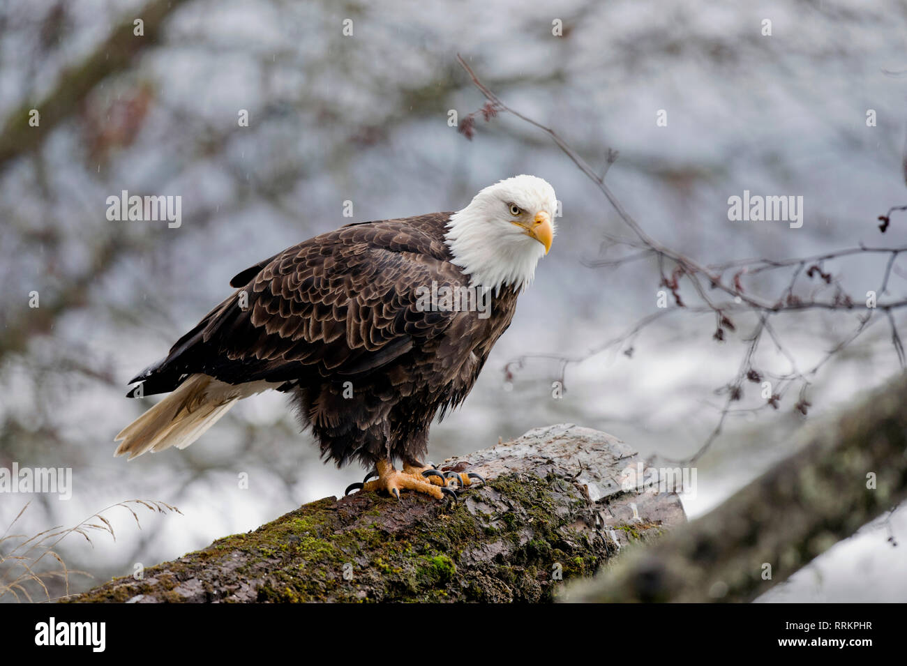 Nach der Weißkopfseeadler (Haliaeetus leucocephalus) auf einem Baumstamm in der Alaska Chilkat Bald Eagle Preserve in der Nähe von haines Alaska gehockt Stockfoto
