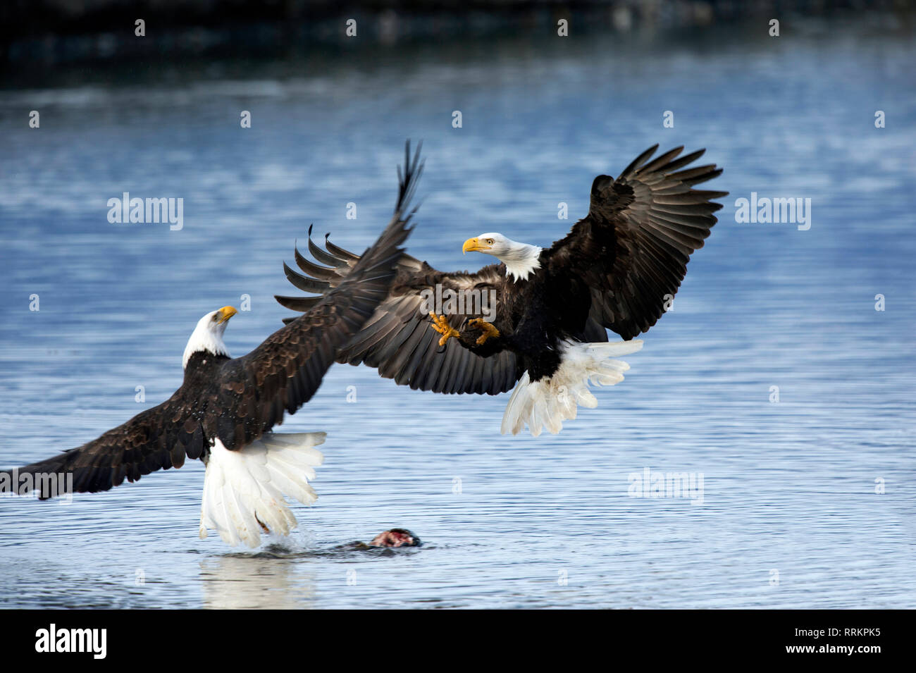 Weißkopfseeadler Aggression Stockfoto