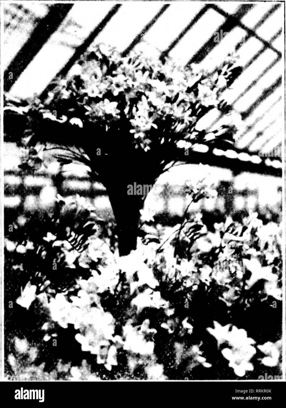 . Floristen Review [microform]. Blumenzucht. 16 Die Floristen^ Review JiNi; 14, 1917 DER HAGEL MAUT in Maryland. Haarlekin. Tlic? schlimmste liail sixtt stmiii in 'Ich' ii ycnrs Struck llu 'cstiildisliiiK' nl nl' ('l&gt;liaih. Wrj^leuchtet in Jxi 'istiTstdWU, NM.. bei 1&gt;. 111.,. linu '&lt; Ich. Ich': Ai-t'h-a 11 alle Tlic^ lass Öl tlic Norden siilf Ol' lii^t'." - Ich'oot lief^ Ich 'Ich' war, ilcst roycil thrci whili', '(luiir-ters auf thr Südseite wurde unterbrochen oder dania^-cd. 'I'lu -; Rovinj, "stoek außerhalb war auch dostroyi würde. Herr AVri&lt; i; der iit jifoiiics waren in voller croji aii &Lt;l Avere gemäht, die t Stockfoto
