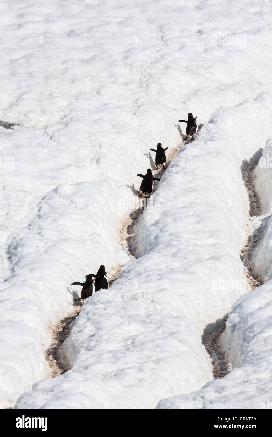 Gentoo Penguins klettern Schneehang, Cuverville Island in der Antarktis vom 13. Januar 2019 Stockfoto