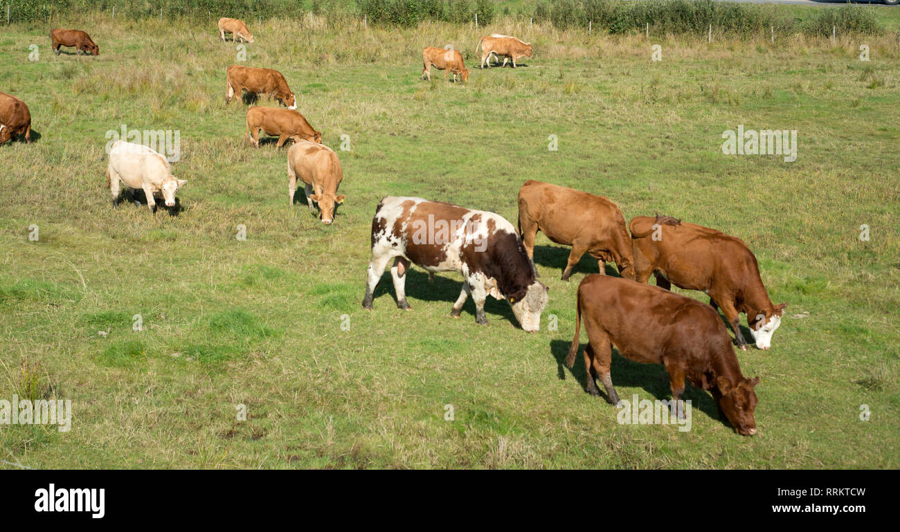 Schweden - Tiere, Tierhaltung, häuslich, Tiere, erhöht, landwirtschaftliche, produzieren, Arbeit, Rohstoffe, Fleisch, Eier, Milch, Pelze, Leder, Wolle, Federwild, Ru Stockfoto