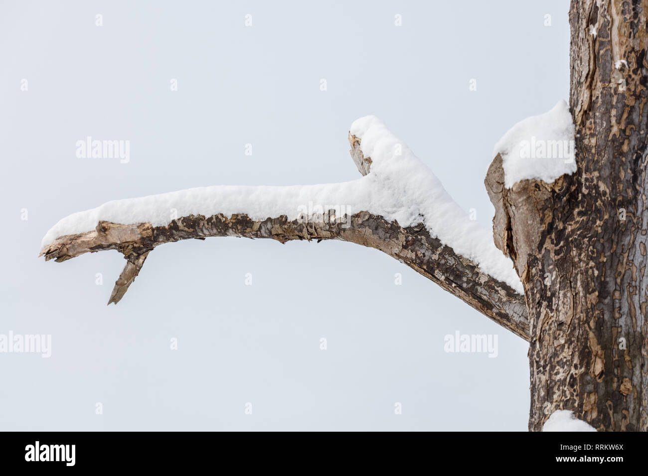 Toter Baum mit Schnee auf weißem Hintergrund. Stockfoto