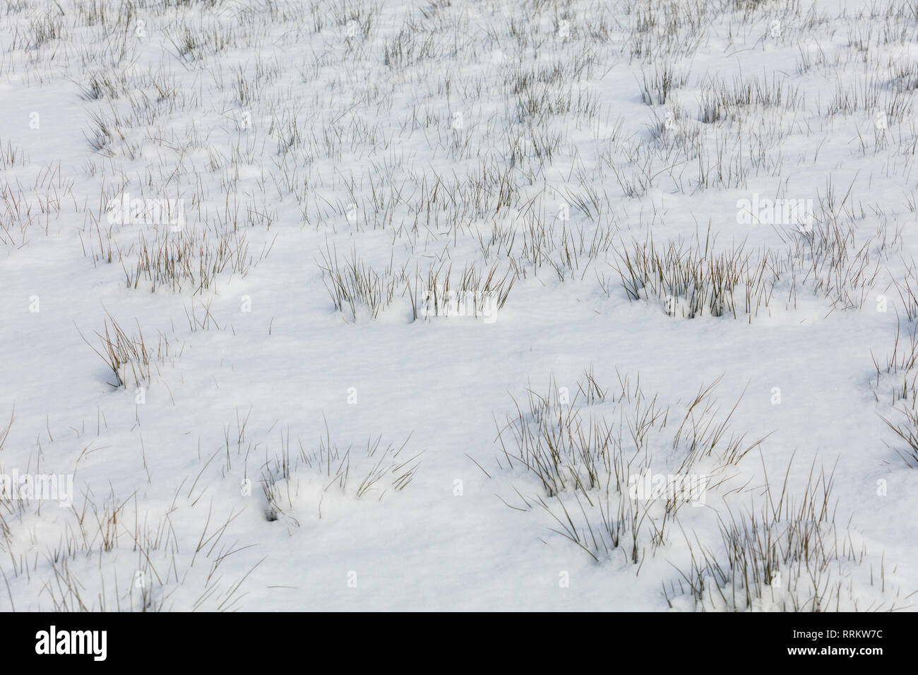 Winter weißen Schnee und Gras Natur Hintergrund Stockfoto