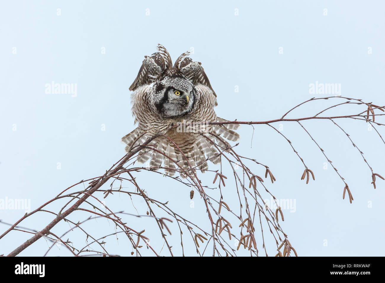 Northern Hawk Owl thront auf Baum, Jagd im Winter, bei Vancouver BC Kanada Stockfoto