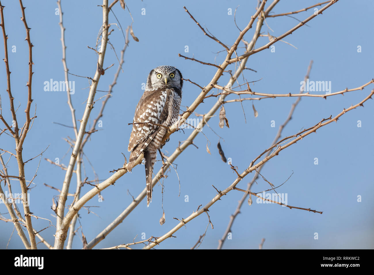 Northern Hawk Owl thront auf Baum, Jagd im Winter, bei Vancouver BC Kanada Stockfoto