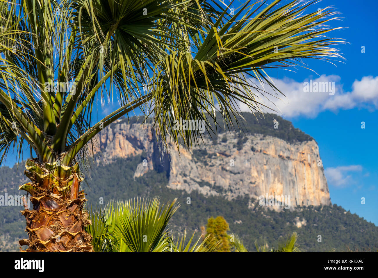 Palmen vor od Burg von Alaró rock, Mallorca, Balearen, Spanien Stockfoto