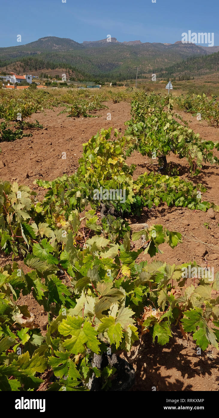 Junge Rebe wächst aus der reichen vulkanischen Boden der Insel Teneriffa, bekannt für seinen Wein Handel, mit mehreren Regionen lokale Trauben Stockfoto