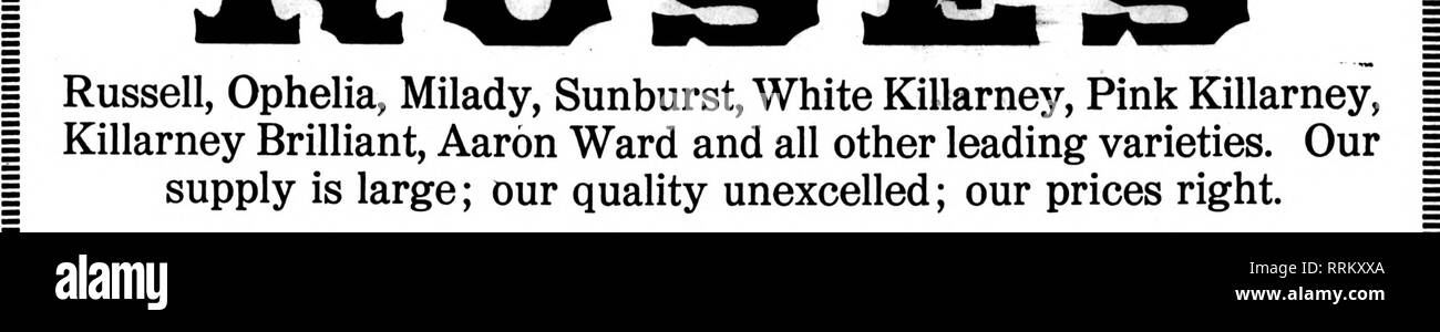 . Floristen Review [microform]. Blumenzucht. 26 Die Floristen Review FiBBUABT 15, 1917. Illllilllllllllllllllllllllllllilllilllllllllllllllllllllllllllllllllllllilllllllllllllllllllllllllllllllllllllllllllllllllllilllilllllllllllillllllllllllllll^^'. Nelke Nelken ihren Umsatz steigern, indem Sie uns Ihre Bestellung. Wir sind zu Fell vorbereitet - Sie in Menge nish." Unsere Spencer ZUCKERERBSEN Zuckererbsen selbst verkaufen. Senden Sie uns Ihre Bestellung und lassen Sie sich überzeugen. Große Auswahl an Farben. Ich A. L RANDALL UNTERNEHMEN | Ich Wabash Avenue an der Lake Street, Chicago, Ill. | niiiiiiiiiiiiiiiiiiiiiiiiiiiiiiiiiiiiiii Stockfoto