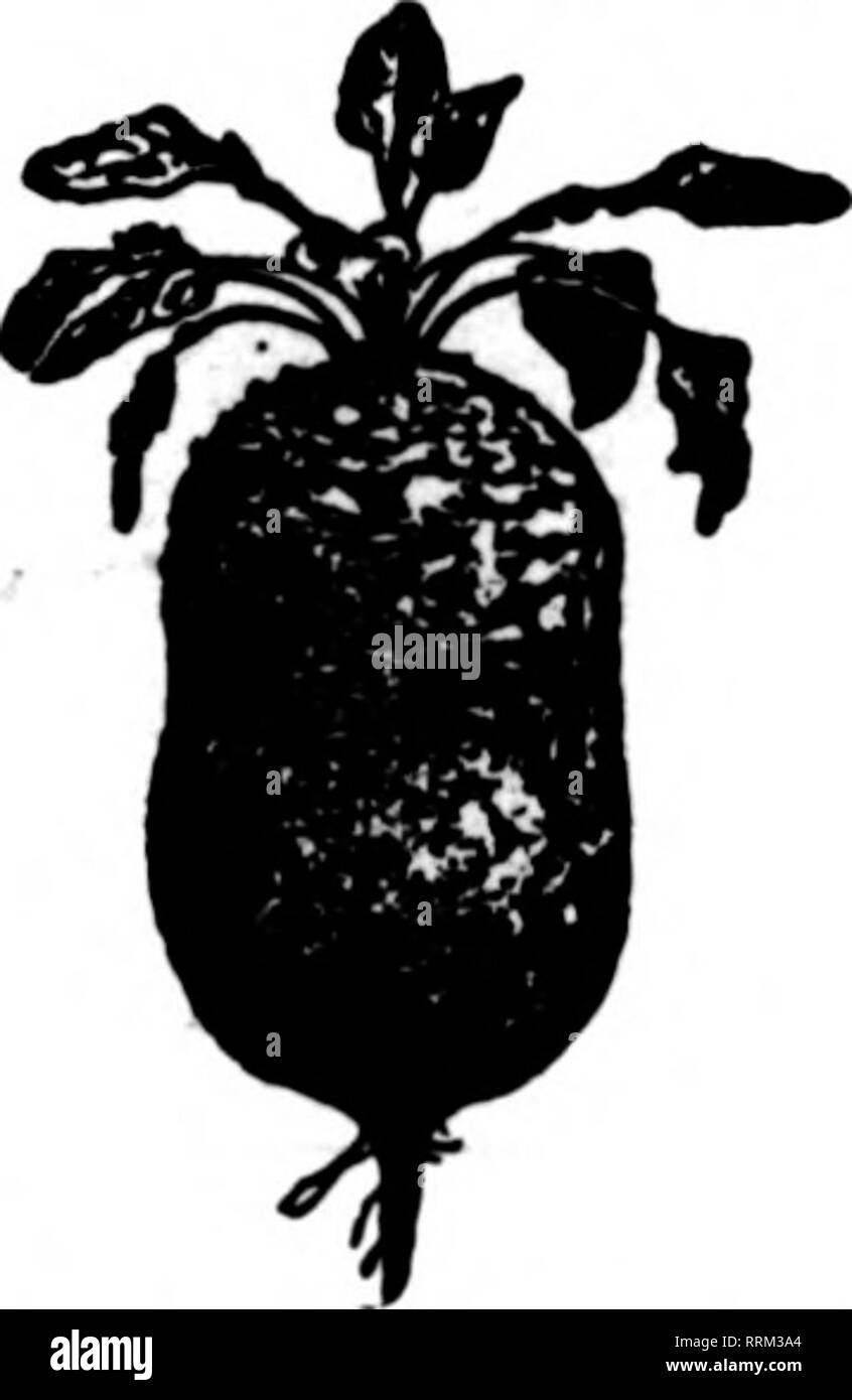 . Floristen Review [microform]. Blumenzucht. THK llilSAl. FLUUIST 8' V4.1 (| ETV. Vkt., ISc;^oz., 35 o: h oz., 60 A; 1 oz., $ 1,00;^lb., $ 3,26; lb., $ 19,00. WINTER-FL. O'WEBltrG SPBNCEB SWEET PEA. S: Frühe Momlnar Stern. Frühe Schneeflocke, Pck. Ist siehedi. 26 c: ^4 oder., $ 1,90; Oe., $ 6,00. Frühe gprlns Maid, Kartr Melodie, frühen Konarbird, Pck. 2 S Meds. 26 c;^oz., $ 1,26; Oz, $ 4,00. Frühe Heather Bell, Pck. 26 Samen, 2.^;&gt; "oz., $ 1,60; oz., $ 6,00. Pkt. 18 Samen jedes anjrof der followlner yarleties, 26c; 6 pkts.. $ 1,60 Conoord Crimson, Pink, Concord Concord liavender. Concord Weiß, Conoord Salmo Stockfoto