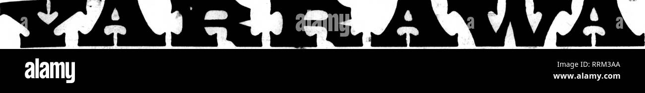 . Floristen Review [microform]. Blumenzucht. DICIMBBB 21, 1916. Die Floristen' Bewertung 57 DIE FEINSTEN ROSA WINTER - blühende SPENCER SWEET PEA/.. THK llilSAl. FLUUIST 8' V4.1 (| ETV. Vkt., ISc;^oz., 35 o: h oz., 60 A; 1 oz., $ 1,00;^lb., $ 3,26; lb., $ 19,00. WINTER-FL. O'WEBltrG SPBNCEB SWEET PEA. S: Frühe Momlnar Stern. Frühe Schneeflocke, Pck. Ist siehedi. 26 c: ^4 oder., $ 1,90; Oe., $ 6,00. Frühe gprlns Maid, Kartr Melodie, frühen Konarbird, Pck. 2 S Meds. 26 c;^oz., $ 1,26; Oz, $ 4,00. Frühe Heather Bell, Pck. 26 Samen, 2.^;&gt; "oz., $ 1,60; oz., $ 6,00. Pkt. 18 Samen jedes anjrof der followlner yarlet Stockfoto