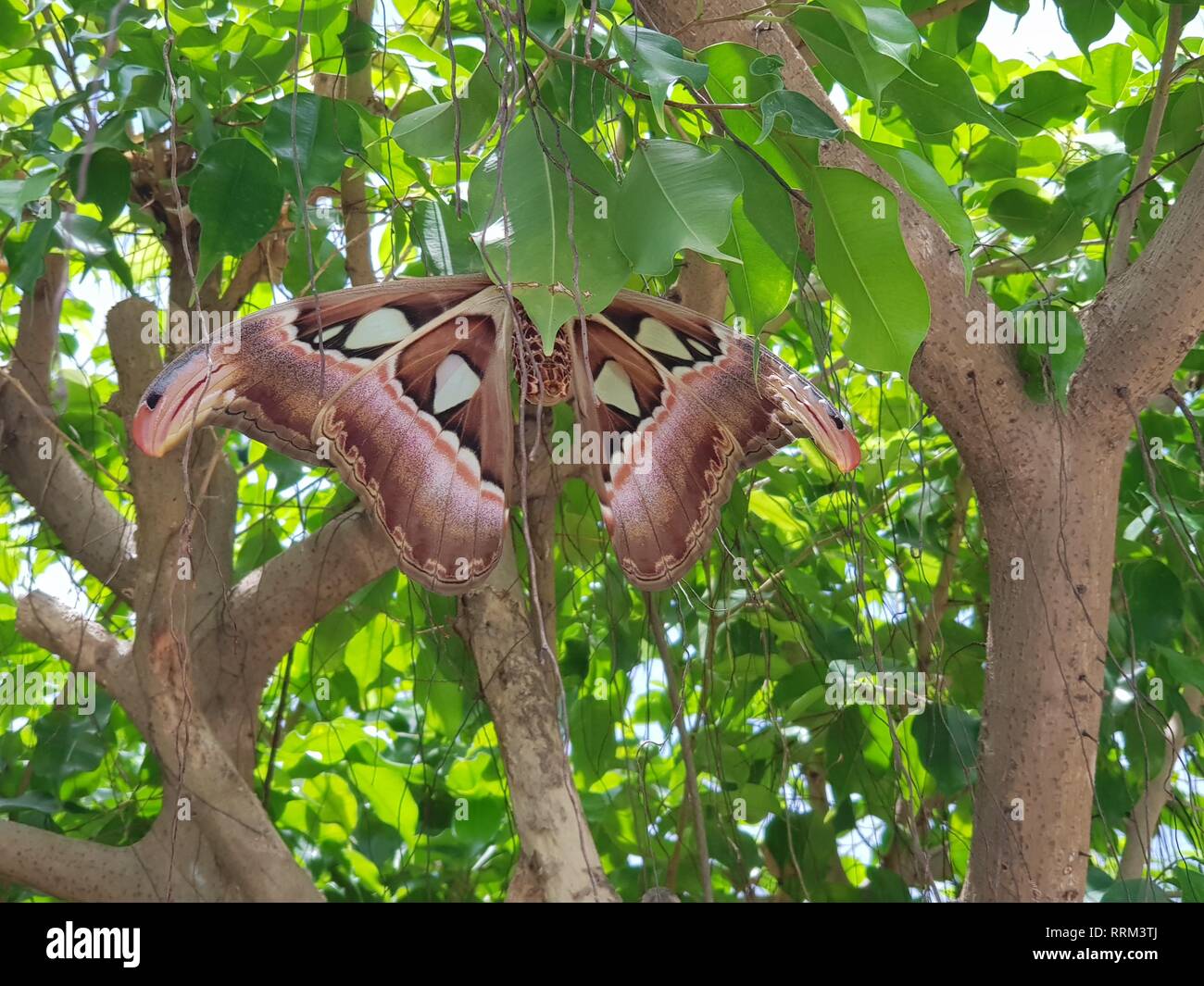 Schöner großer Schmetterling in Aruba mit viel Grün Stockfoto