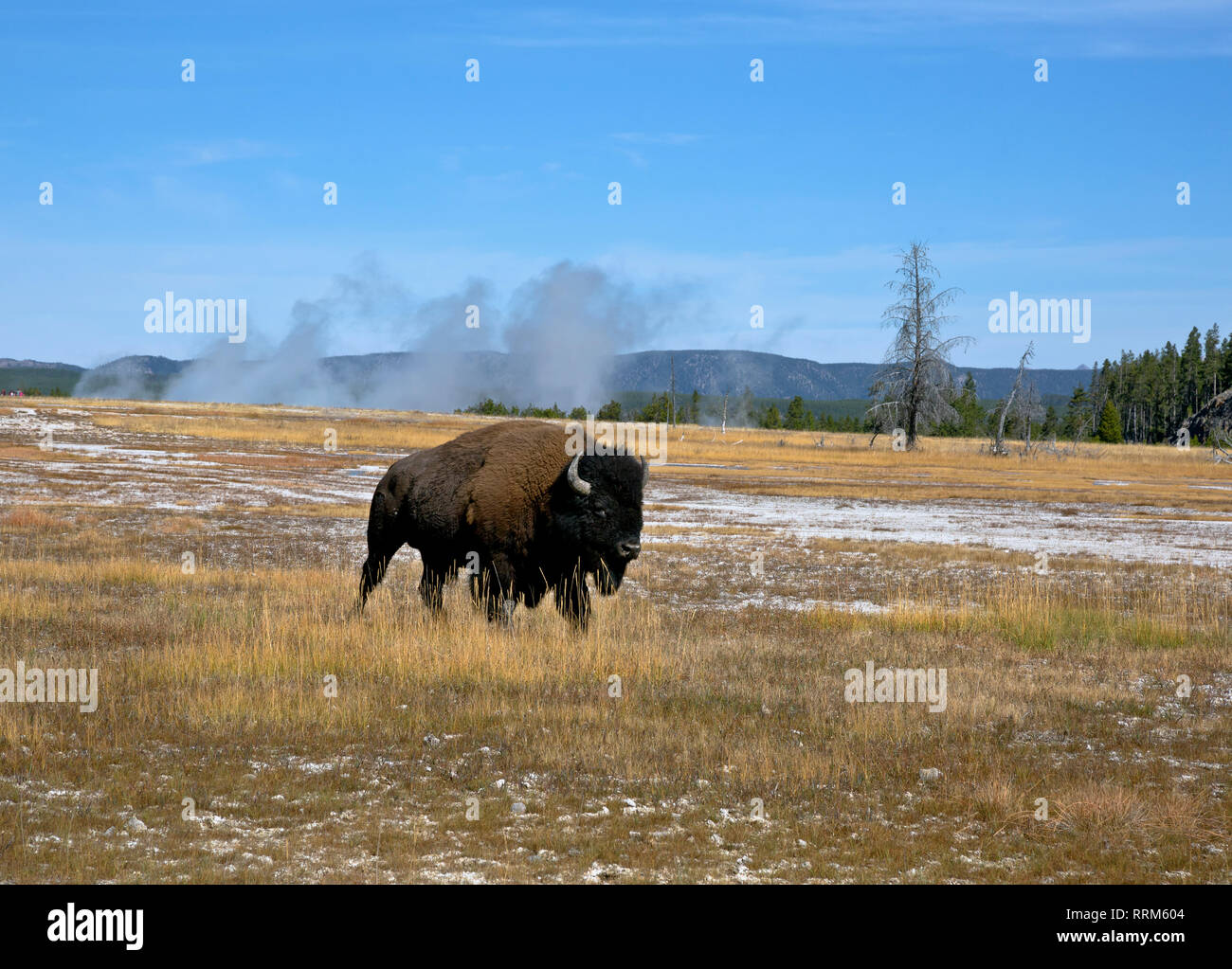 WY 03854-00 ... WYOMING - Bison zu Fuß durch die Mitte Geyser Basin im Yellowstone National Park. Stockfoto