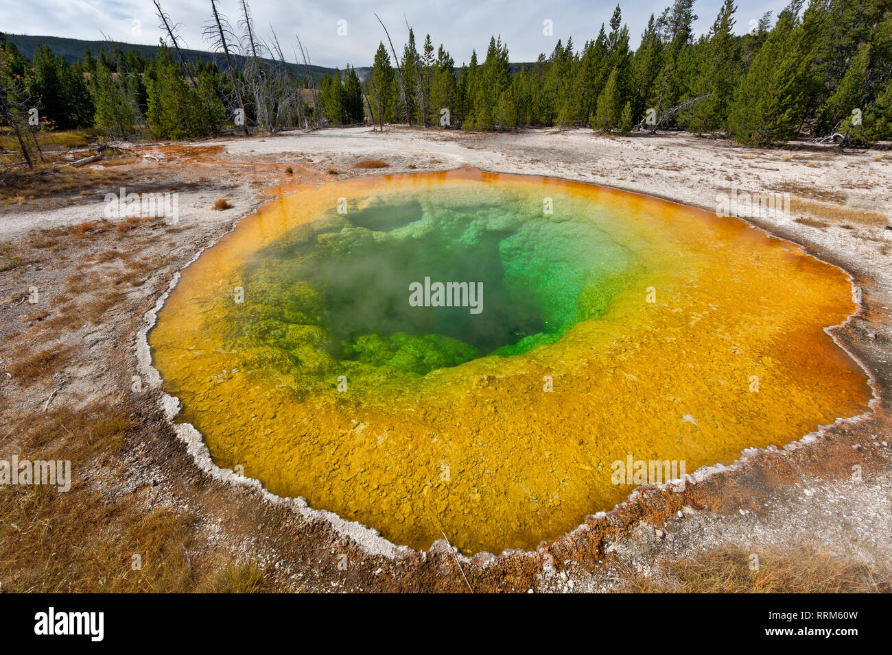 WY 03866-00 ... WYOMING - Morning Glory Pool im Upper Geyser Basin im Yellowstone National Park. Stockfoto