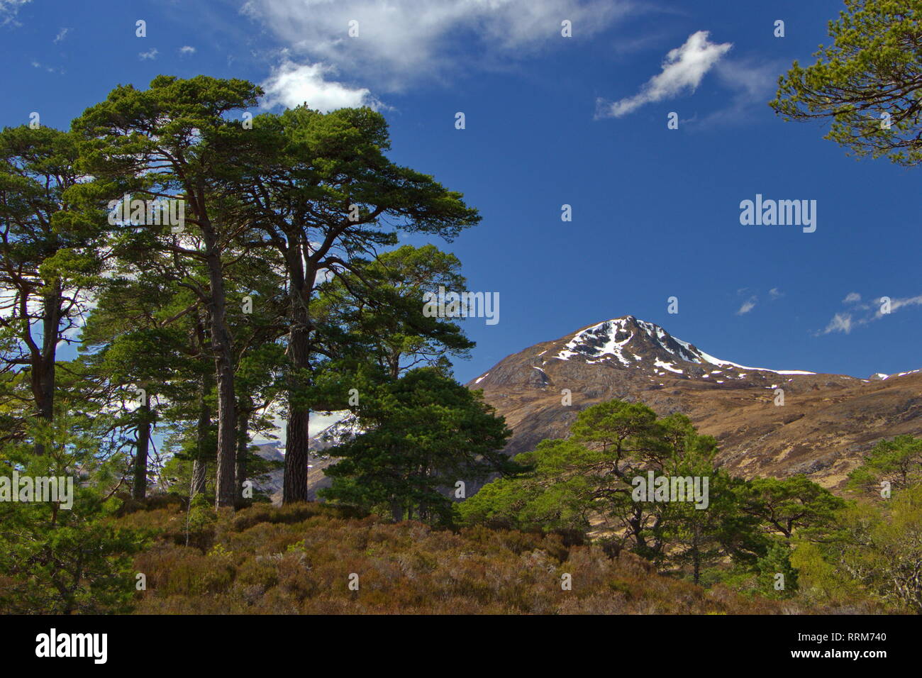Eines der letzten Stücke des Kaledonischen Wald, alten riesigen Pinien- und Forestless Berg, Schottland Stockfoto