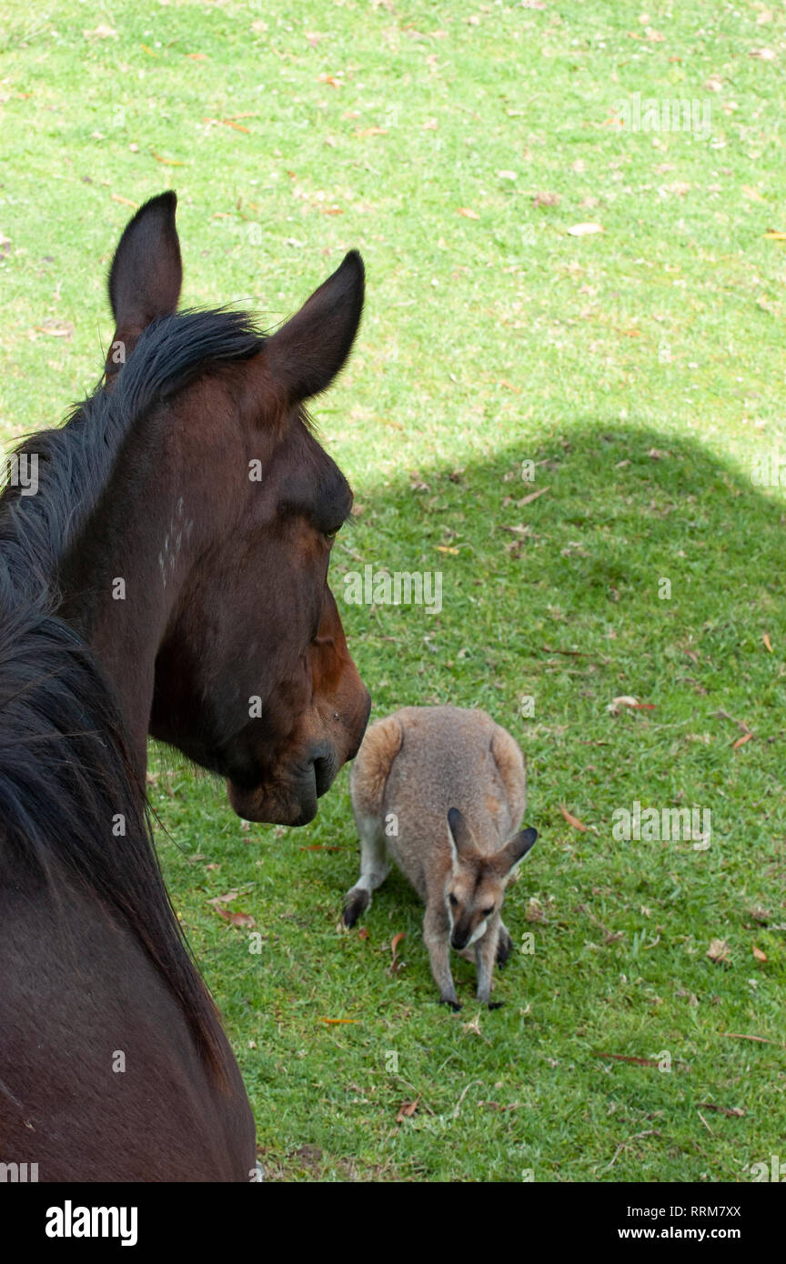 Pferd und Wallaby Stockfoto