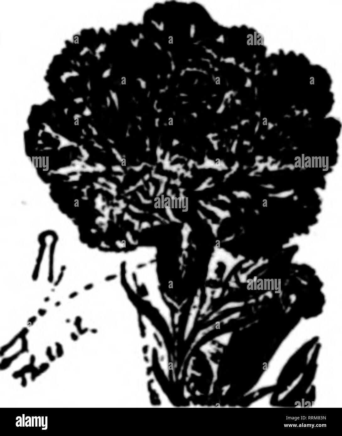 . Floristen Review [microform]. Blumenzucht. Mai 3, 1917. Die Floristen^ Review 89 u PAPIER TÖPFE KAUFEN HEUTE! Wir sind immer noch an der alten Liste. Preise gebunden sind jeder Zeit voraus. Pro 1000 Pro 1000 2x Zoll. 2.42 4-Zoll $ $ 6,60 2&gt;^Zoll:. 2.78 5-Zoll 10.96 3-Zoll 3,82 6-Zoll 14,68 3&gt;^Zoll $ 5.24 McCALLU CO^1 Pittsburgh, PA. Ich schwere Hängende | Körbe | extrA schwere Hänger = 8-Zoll $ 1,00 pro Doz. ^ E 10-Zoll 1,35 pro Doz. S 5 S 12-Zoll 1,76 pro Doz. ^ = 14 Zoll 2,25 pro Doz. ^ = 16-Zoll 2,90 pro Doz. ^S 18 Zoll 3,70 pro Doz. = LUST AUF GRÜN ANMELDEN MOOS 1 $ 1,75 par Sack I^S bekommt man Bette Stockfoto