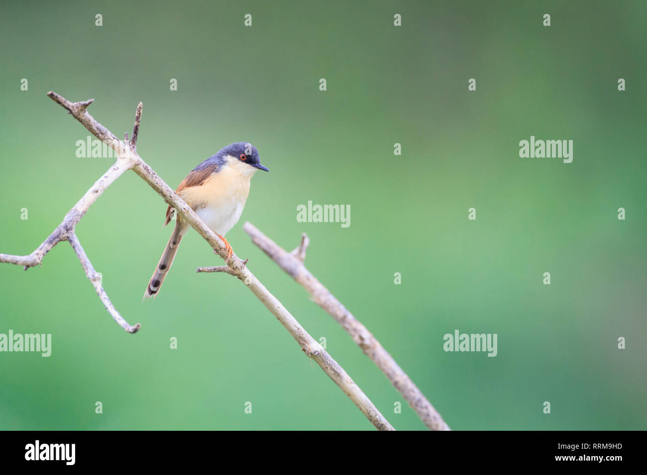 Ashy Prinia (Prinia socialis), Erwachsene in der Zucht Gefieder thront auf Zweig. Keoladeo Nationalpark. Bharatpur. Rajasthan. Indien. Stockfoto