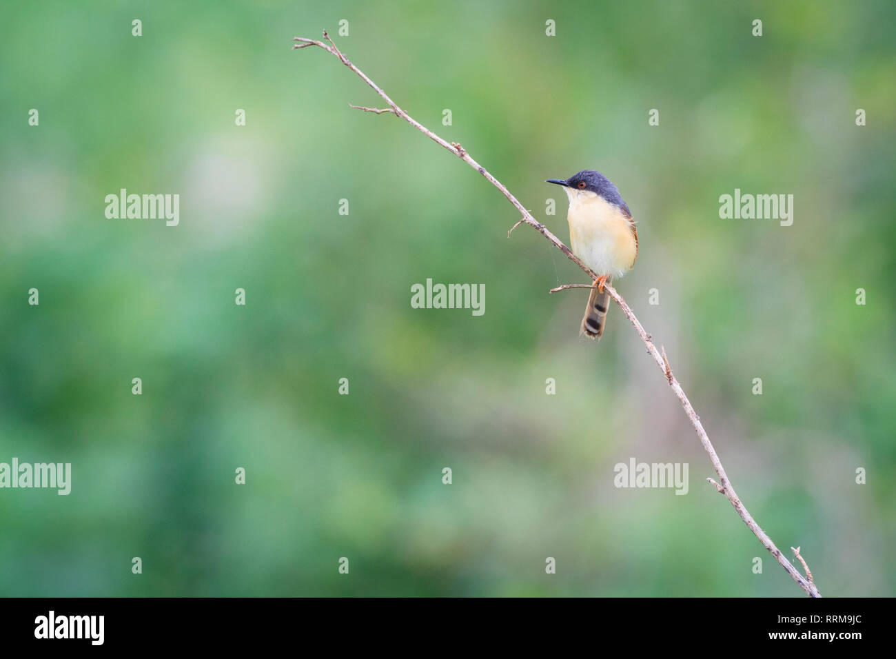 Ashy Prinia (Prinia socialis), Erwachsene in der Zucht Gefieder thront auf Zweig. Keoladeo Nationalpark. Bharatpur. Rajasthan. Indien. Stockfoto