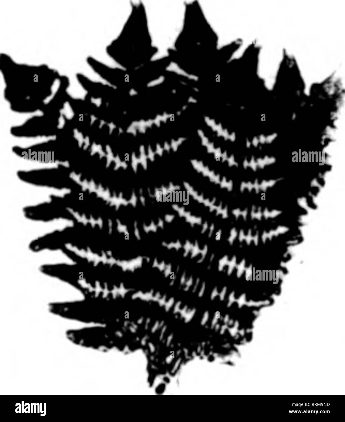 . Floristen Review [microform]. Blumenzucht. Graan und Bronxa Lancothoa Sprays. 15,00 Pro 1000. Extra fein und groß. Plna Buchsbaum, 17,00 pro 60-lb.. Plna Laural Wraatha, 12,60 t 8,00 pro Dox. Wir machen auch keine spezielle Sechsen wollte. Probe gesendet, falls gewünscht. PartridKa Barrlai, feine Qualität, nur 10 c pro Bündel 60 Beeren. Plna Pastoonlna, 7 c und lOc pro Yard; extra fein. Plna Wraatha, 12.60 bis 18.00 Uhr pro Doz. Im Voraus bestellen. Schreiben, Kabel oder Telefon 13 R 4. CROWL FARN CO., HiIlinttoii, Niss. Erwähnen Sie die RcTJew wenn Yon. schreiben. Jo Ho von Canon EVERGREENS FRISCH AUS DEM WALD Fancy und Dat Stockfoto