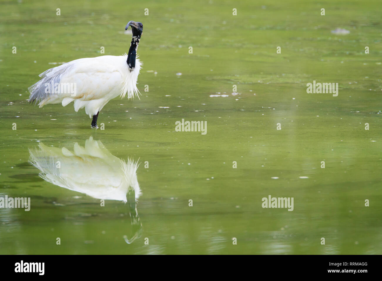 Black-headed Ibis (Threskiornis melanocephalus) in Wasser. Keoladeo Nationalpark. Bharatpur. Rajasthan. Indien. Stockfoto