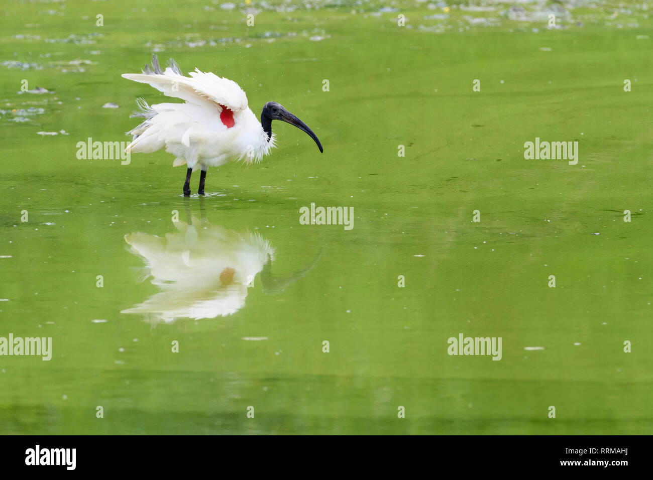 Black-headed Ibis (Threskiornis melanocephalus) schütteln Federn. Keoladeo Nationalpark. Bharatpur. Rajasthan. Indien. Stockfoto