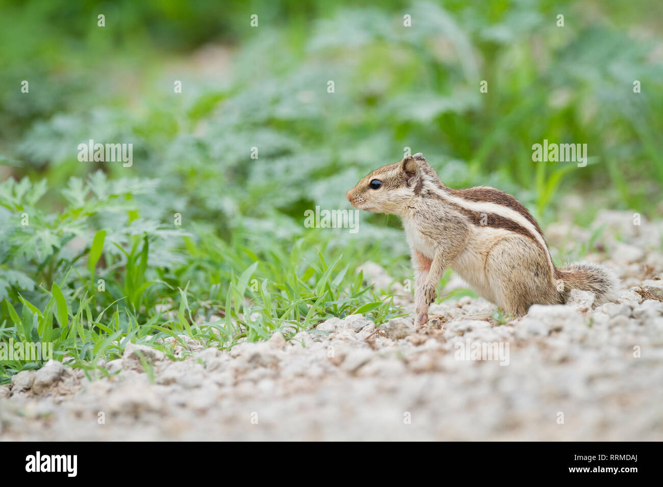 Fünf-gestreiften Palm Squirrel (Funambulus pennantii). Keoladeo Nationalpark. Bharatpur. Rajasthan. Indien. Stockfoto