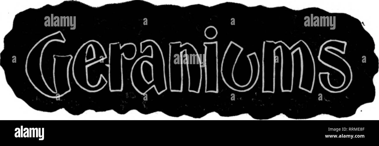 . Floristen Review [microform]. Blumenzucht. als wenn Sie nicht Masse - Hrsg. unterstützt in der guten Jahreszeit geben. Mulchen mit alten Mist, Stroh, Gras oder Wiese Heu, wenn die Blüte Meer - Sohn beginnt. Halten Sie die Blumen gepflückt sauber und alle Samenkapseln entfernen. Wenn aphis erscheint, Spray auf einmal mit einem nic-otine oder Seifenlösung besprühen. Syringing über-Kopf auf die Abende der heißen Tagen wieder erfrischend und Fault, wo Sie gegeben werden können, sind von großem Wert. Es u. U. nicht möglich, alle diese Dinge zu tun, aber Sie sind die es-sentials der erfolgreichen Open air Kultur der süssen Erbsen. Eine STARTINQ ÜBERTREFFEN Stockfoto