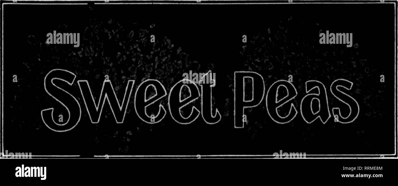 . Floristen Review [microform]. Blumenzucht. 18 Die Floristen Review MA. hch 2, 1916.. als wenn Sie verlassen Sie Masse - Hrsg. unterstützt in der guten Jahreszeit geben. Mulchen mit alten Mist, Stroh, Gras oder Wiese Heu, wenn die Blüte Meer - Sohn beginnt. Halten Sie die Blumen gepflückt sauber und alle Samenkapseln entfernen. Wenn aphis erscheint, Spray auf einmal mit einem nic-otine oder Seifenlösung besprühen. Syringing über-Kopf auf die Abende der heißen Tagen wieder erfrischend und Fault, wo Sie gegeben werden können, sind von großem Wert. Es u. U. nicht möglich, alle diese Dinge zu tun, aber Sie sind die es-sentials der erfolgreichen Open Air Stockfoto
