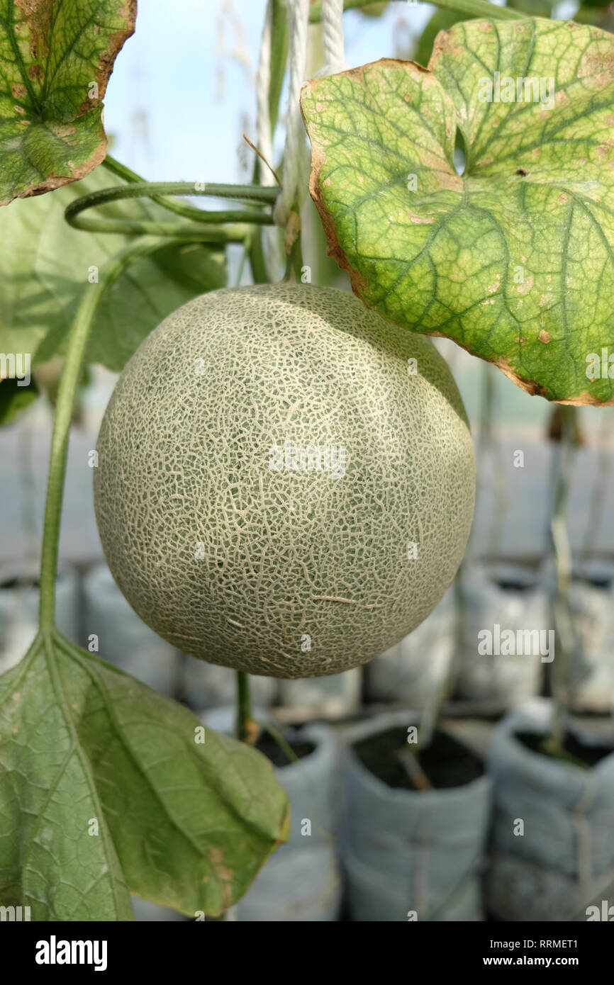 Junge Triebe der japanischen Melonen oder grüne Melonen oder Melone