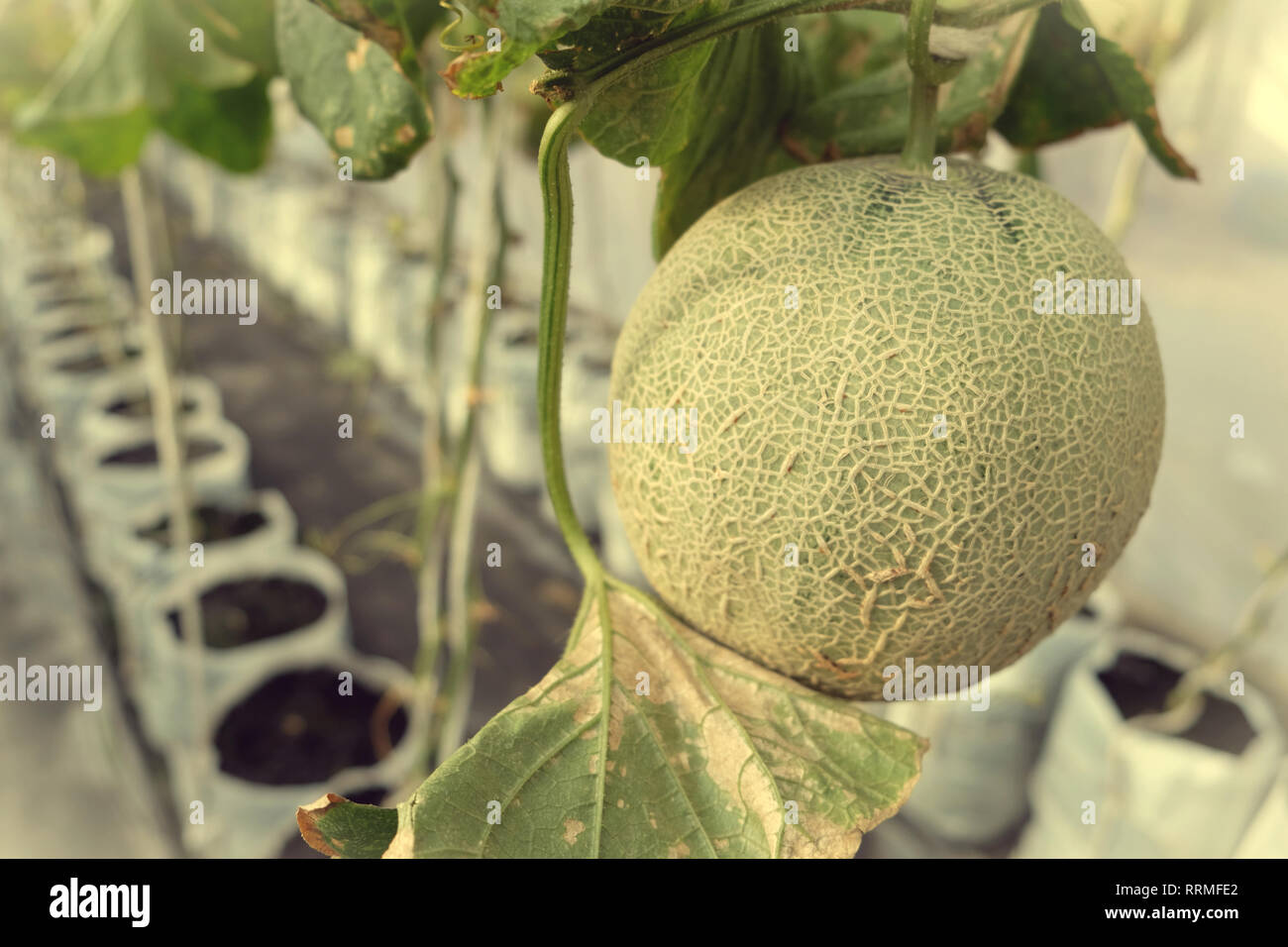 Junge Triebe der japanischen Melonen oder grüne Melonen oder Melone Melonen Pflanzen im Gewächshaus farm string Melone Netze unterstützt. Stockfoto