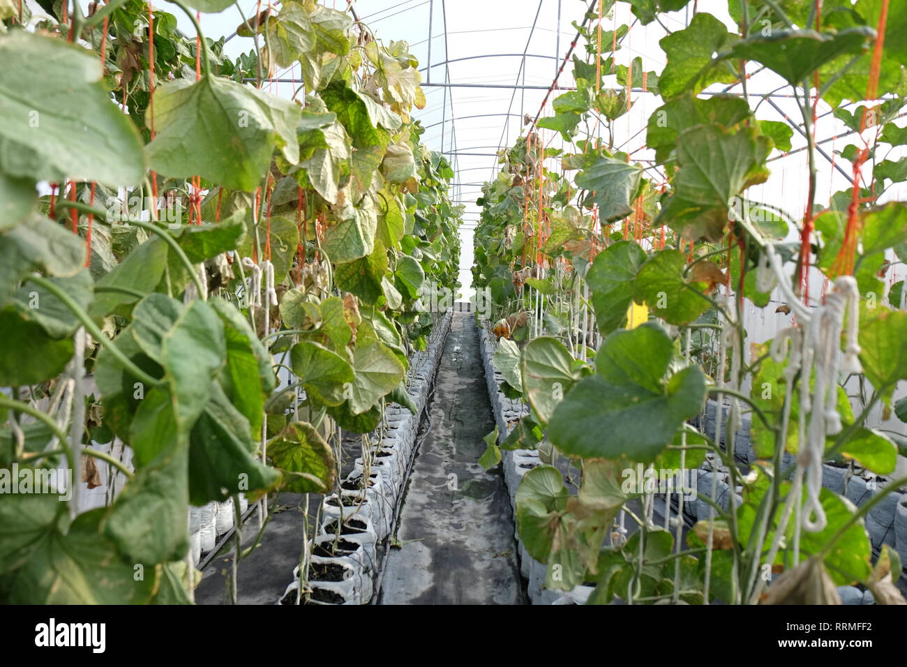 Junge Triebe der japanischen Melonen oder grüne Melonen oder Melone