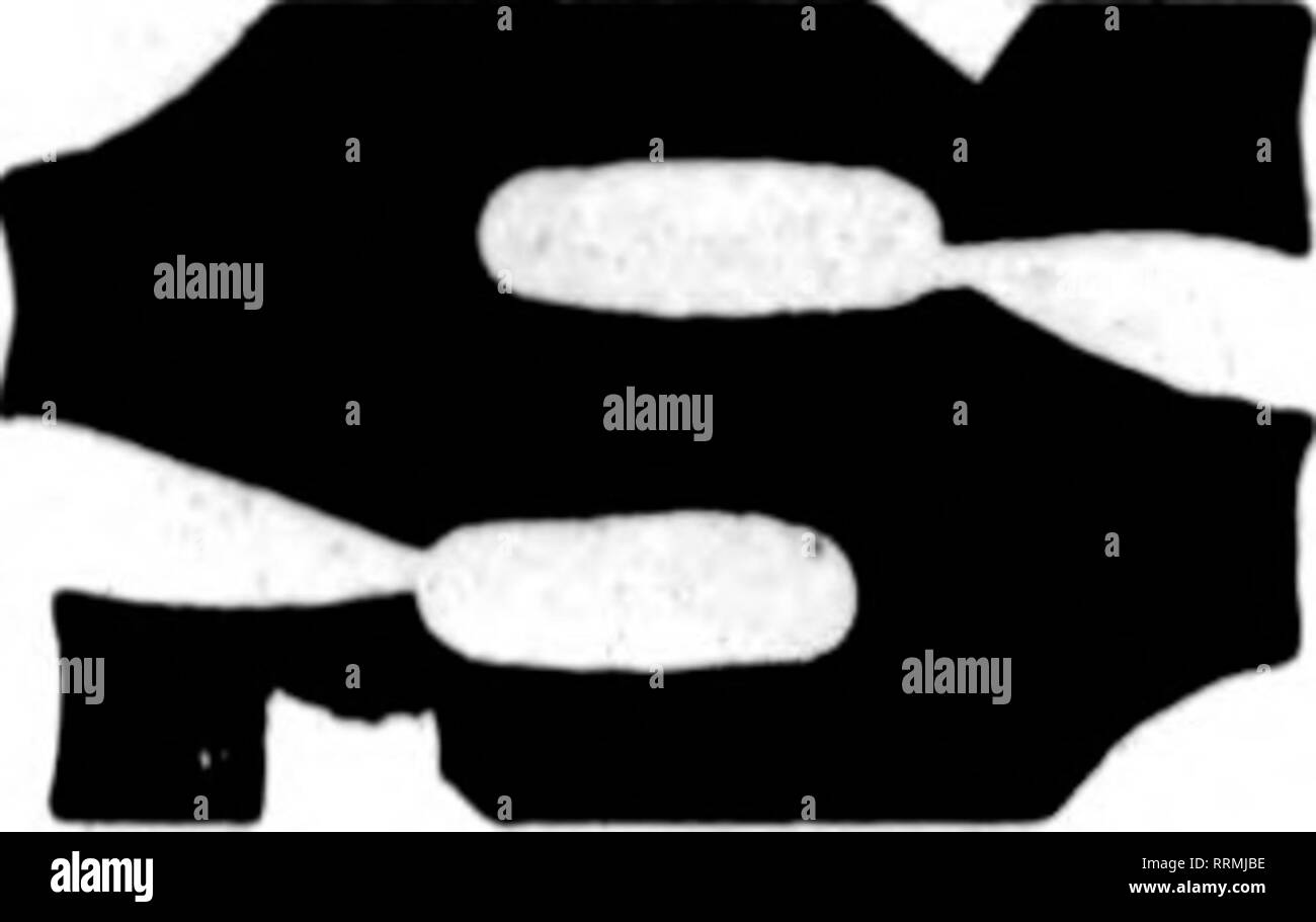 . Floristen Review [microform]. Blumenzucht. Jetzt zur Hand und zur Lieferung bereit. Um auf einmal und sichere schnelle Lieferung. Single Betten Hyazinthen, sechs verschiedene Farbtöne, $ 3,00 pro 100; $ 27,00 pro 1.000. Miniatur Hyazinthen, genannt, Gertrude, Gigantea, Lady Derby, Grand Maitre, Johan, König des Blues, Königin des Blues, La Grandesse, L'Innocence, $ 2,00 pro 100; $ 18,00 pro 1.000. Erste Größe namens Hyazinthen, Moreno, Gigantea, Ger - trude, Kardinal Wiseman, Grand Maitre, Königin des Blues, Johan L'Innocence, La Grandesse, Mme, Van der Hoop, Lady Derby, $ 6,00 pro 100; $ 55,00 pro 1.000. Zweite Si Stockfoto