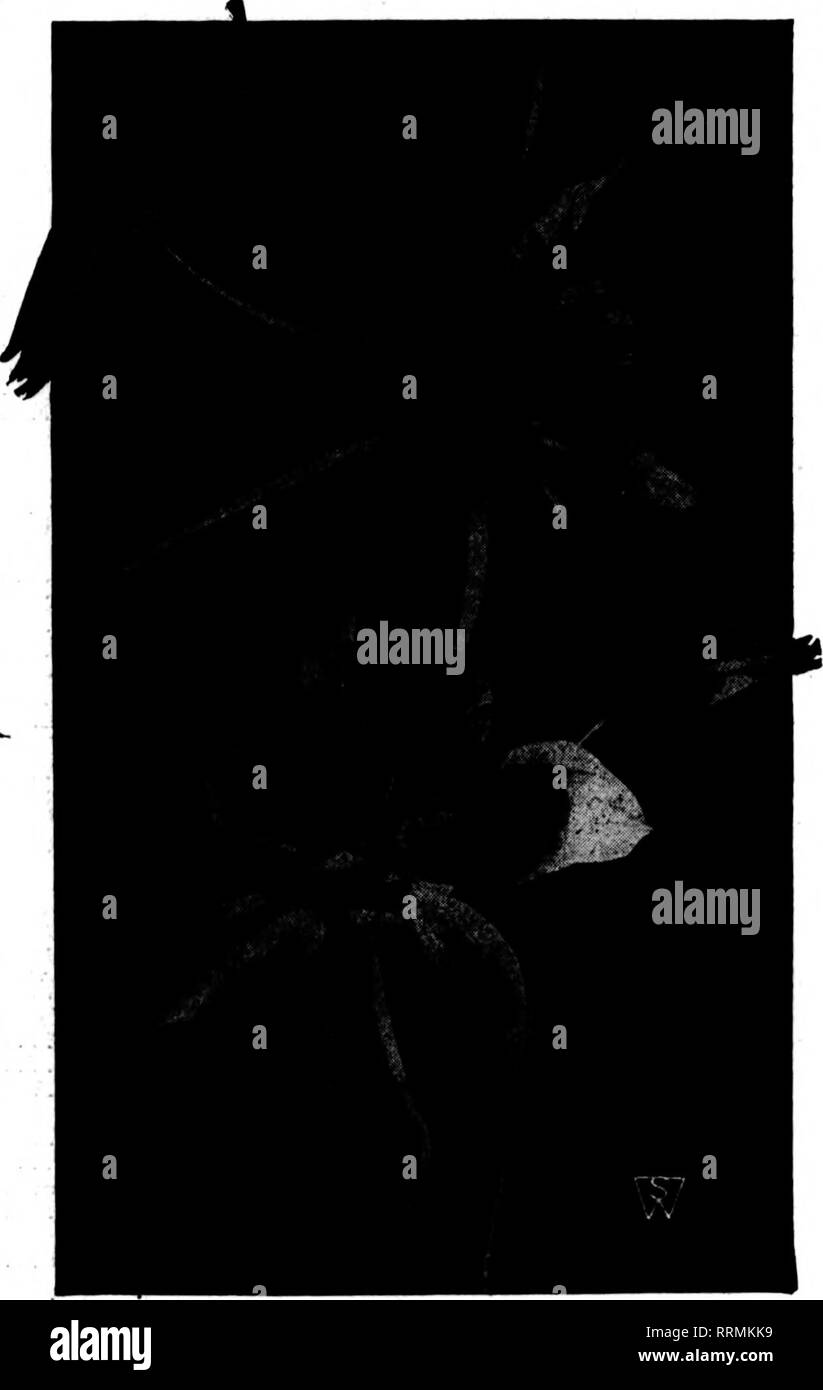 . Floristen Review [microform]. Blumenzucht. Juni 21, 1917. Die Floristen^ Review Mehrjährig Blumen Samen jetzt säen Pflanzen aus Samen gesät im Frühsommer hat große, starke Pflanzen für den Verkauf produzieren soll im Frühjahr 1918. AQUILEGIA S.&amp; W. Co. ** Riesen langen Spornen Akelei, S. & Amp; W.'s Co. pkt. &Gt; 4 oz. Oz. Riesige lange Trieb (Fin-est Gemischt) $ 0,15 $ 1,00 $ 3,00 Akelei, Doppel feinsten Gemischt 10 .15 .50 Akelei, Single feinsten Gemischt 10 .15 .50 Pkt. 1^4 Oz. Afi^ rostemma Coronaria, Rot $ 0,05 $ 0,15 Alyssum Saxatile Compacta, Gelb, .10 .25 Campanula pyramidalis, Blau 10 .50 Campanula Pyrami Stockfoto