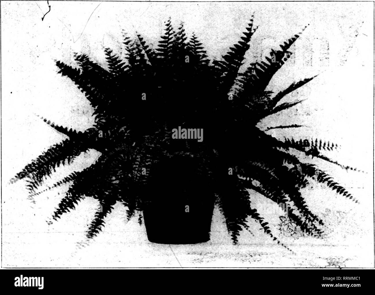 Dracaena terminalis l Fotos und Bildmaterial in hoher Auflösung Alamy