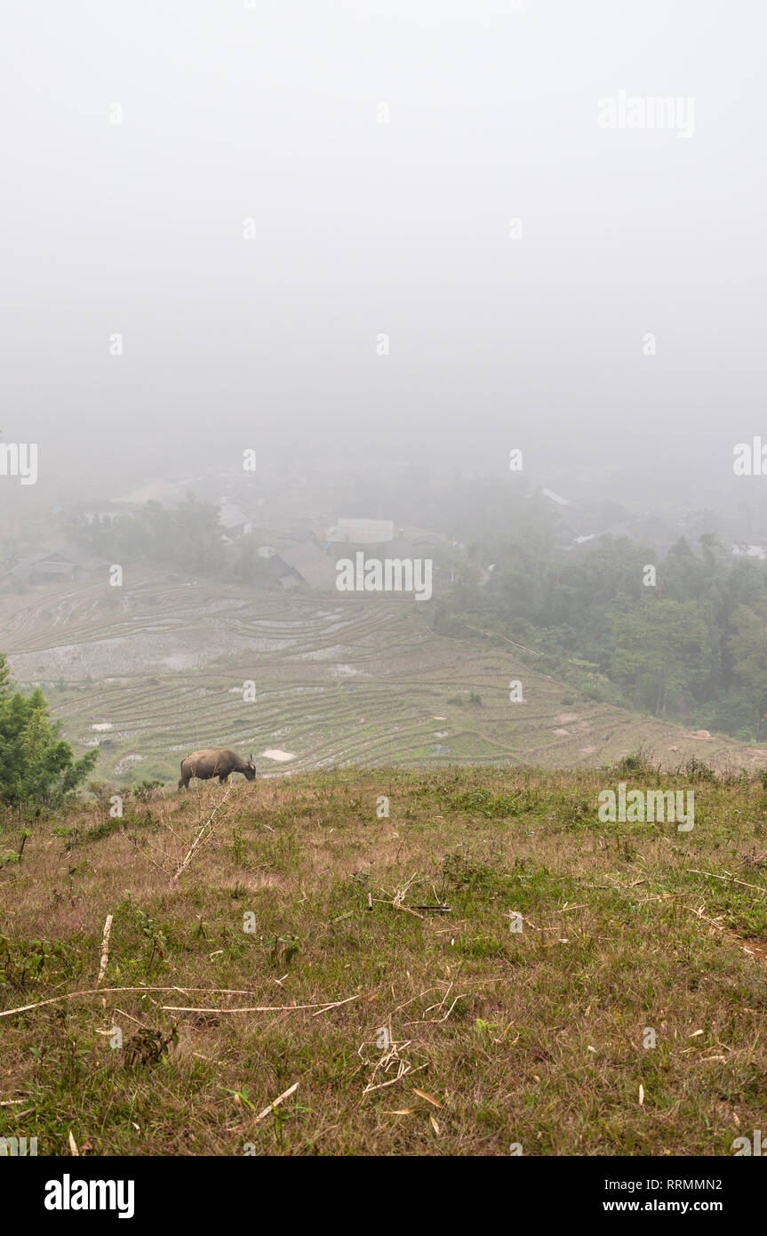 Terrassierten Hügeln im Nebel, Sa Pa, Vietnam Stockfoto