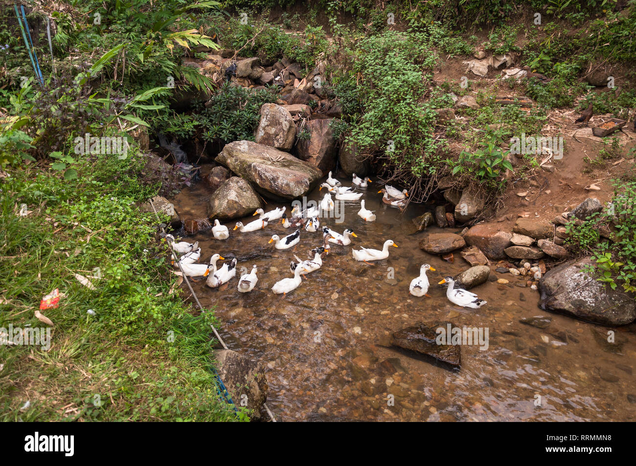 Weiße Gänse schwimmen in einem ländlichen Stream, Sa Pa, Vietnam Stockfoto