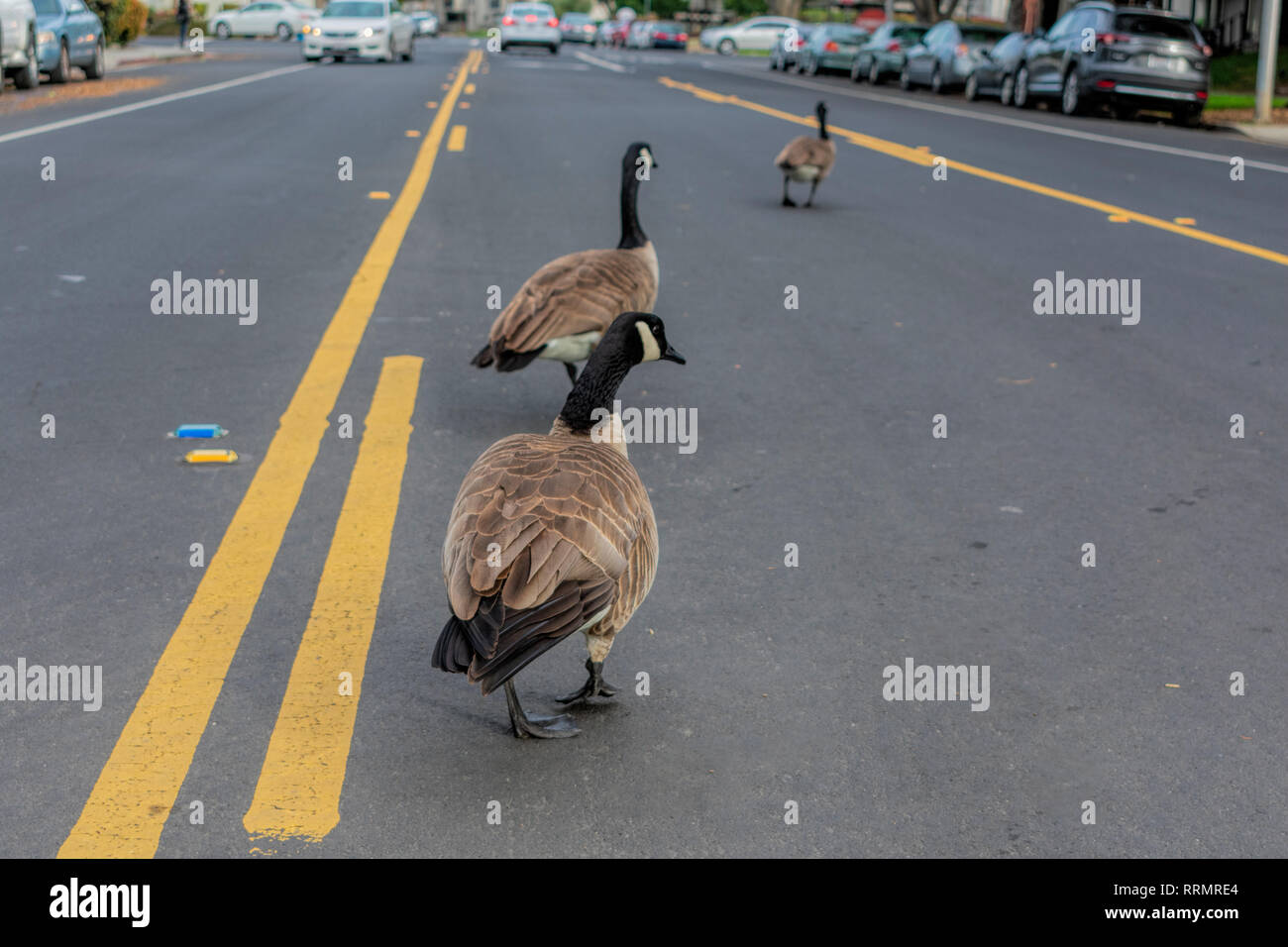 Nach Kanada Gänse Schar Mäander auf Street Zentrum Abbiegespur blockieren befahrenen Straße Verkehr. Urban wildlife zu Fuß auf der Straße und verlangsamen die Autos und Pendler Stockfoto