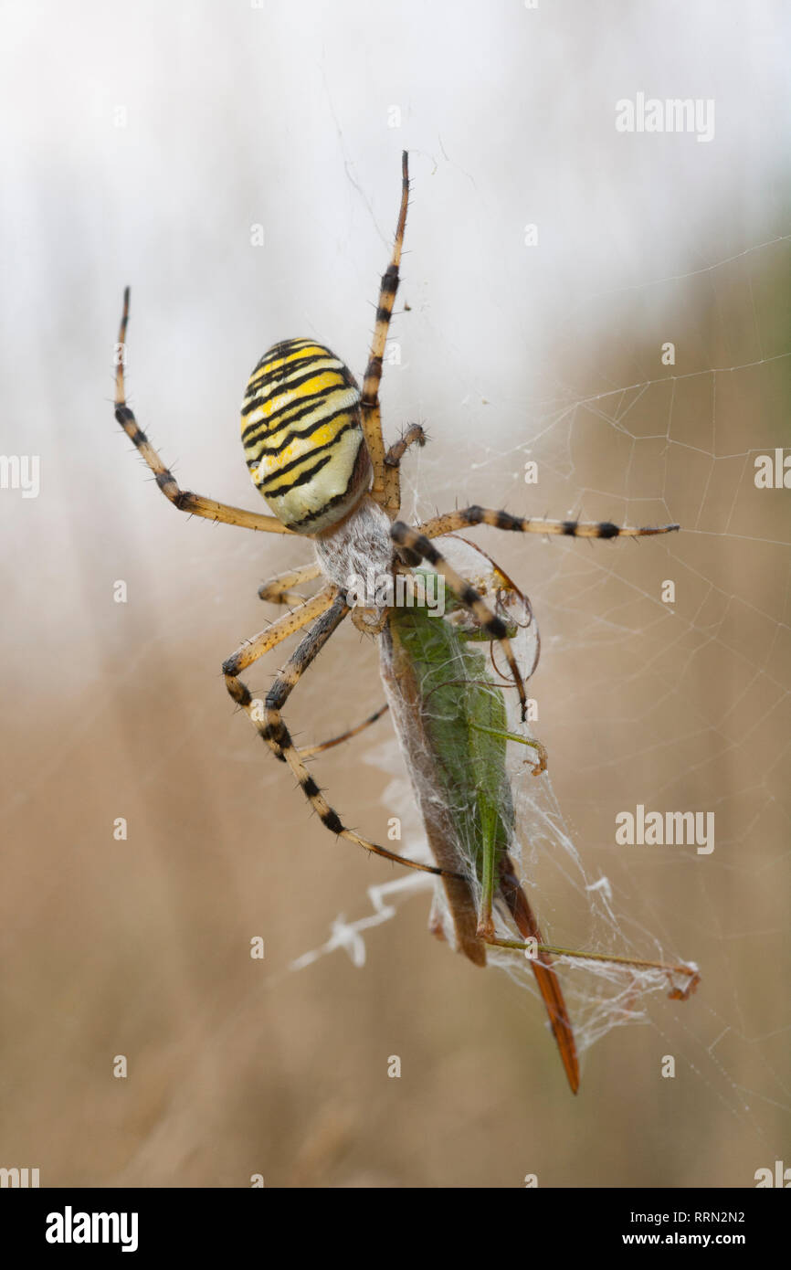 Ein Wasp spider Argiope Bruennichi, im Web mit einem Erbeuteten lange geflügelte Pfeilspitze cricket Conocephalus verfärben. Die Wasp Spider ist ein buntes Nicht-n Stockfoto