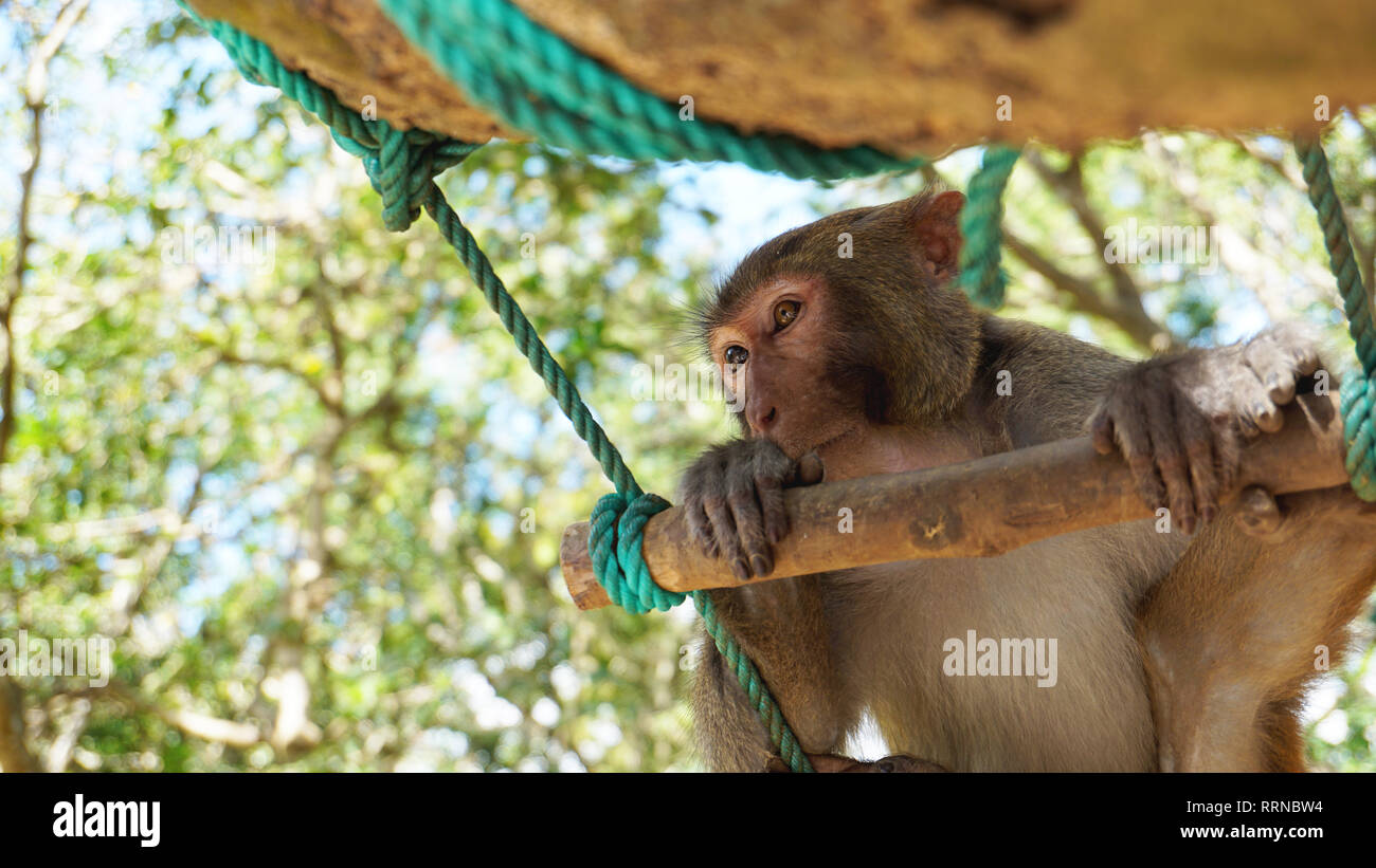 Junge macaque Affen mit bunten Augen sitzen auf Ast. Monkey macaque im Regenwald. Affen in der natürlichen Umwelt. China Stockfoto
