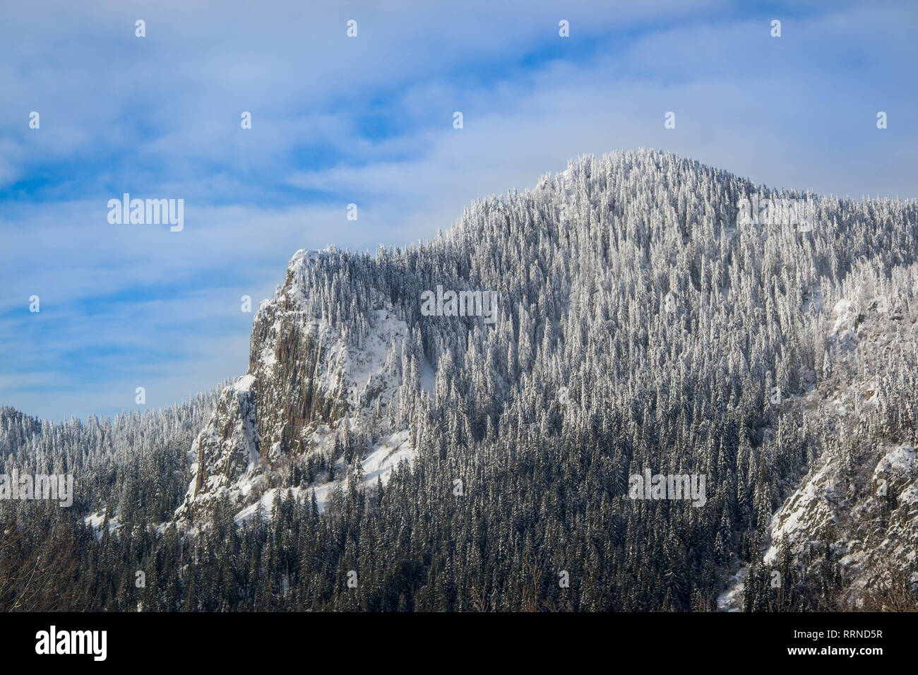 Winterlandschaft mit Kiefer, Wald, Schnee, verschneite Landschaft auf blauen Himmel mit Wolken Stockfoto
