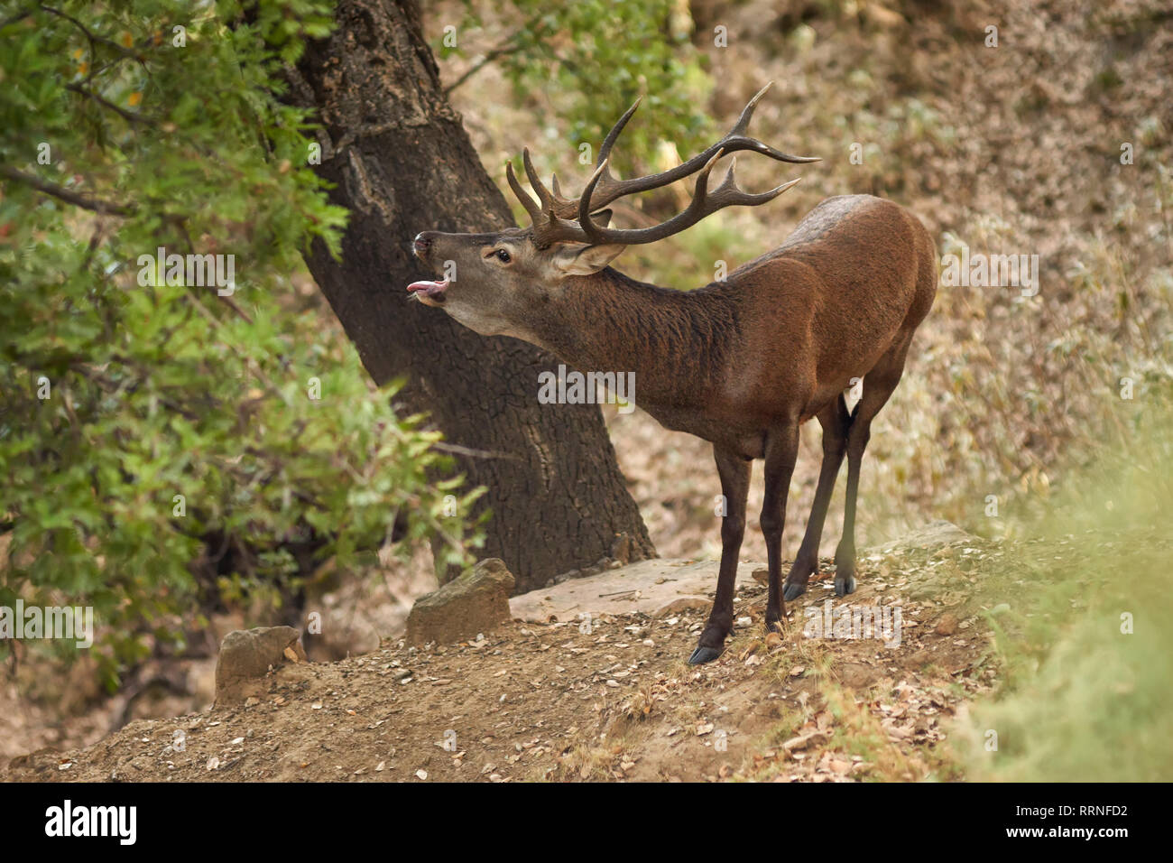 In Andalusien Rotwild (Cervus elaphus), Spanien Stockfoto