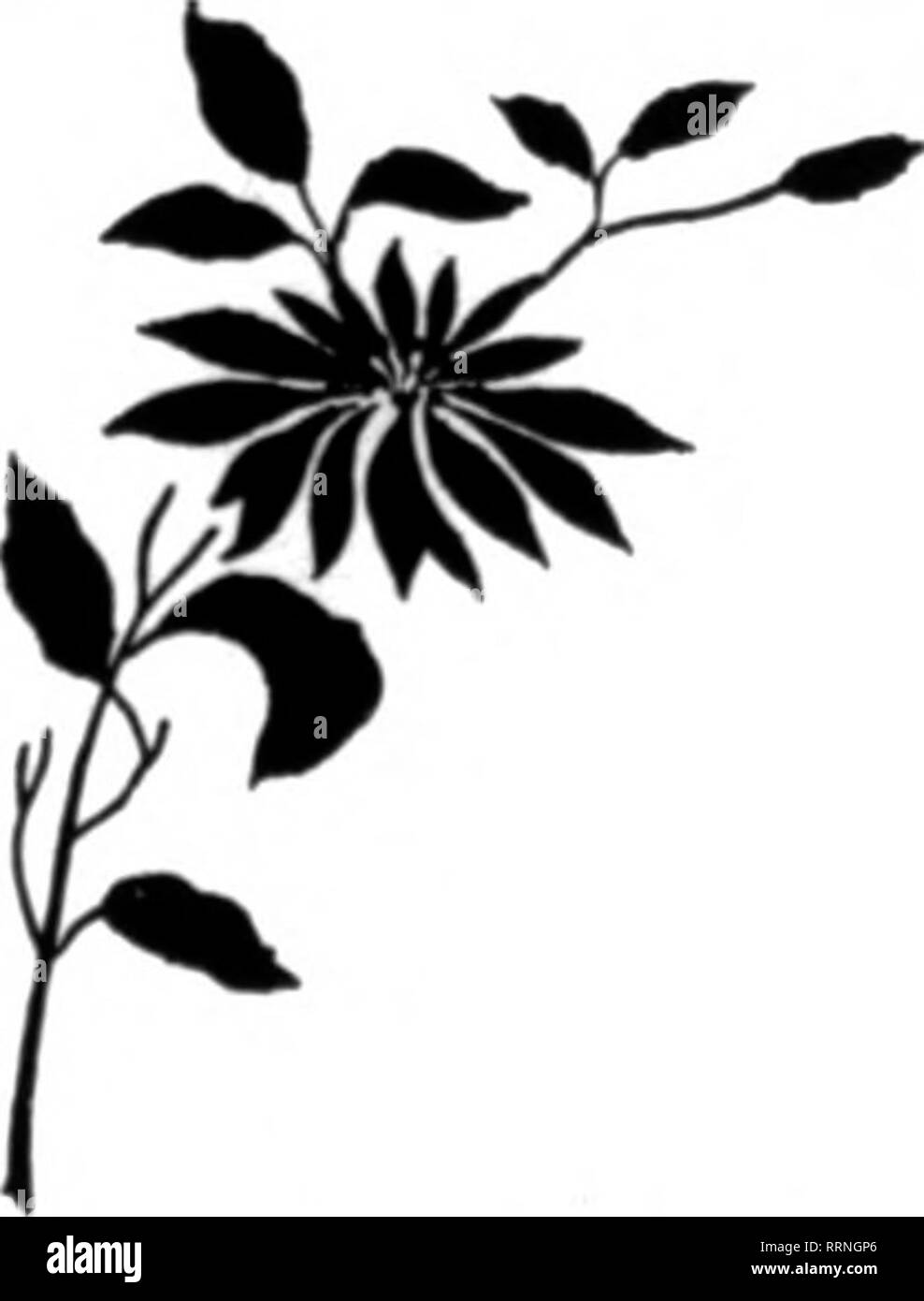 . Floristen Review [microform]. Blumenzucht. HEADQUART 'RS American Beauty - kurzer Schaft, 6c Med. 12 @ ISc Ex. 25 c 30-f® 4 nc-Frau Clias. Russell - Med. 8c Ex. 12 c Lange ist kurz. 4-C! 18 c-Spec. 20 c Frau Moorfleld Geschichte-Shprt, 3C Meg. 8c Ex. Vic lange IBc Spezielle i^C"^ Kurz. 4C Med., 6c Ex.. 8c. 10 @ 12 c Jeder Shaneyer - ^  Kurz. 4.C Med., 6c., 8c Lange, lOc Spec, 12c Sunburst ->?  Kurz. 4-C Med., 6c, 8c, 10 @ I2c jede Gemeinde-* "^Kurz. "JC Med. 5c Ex., 6c Lange, 8 @ 10 c Jeder Ophelia-jt^ Kurz. 4.C Med., 6c Ex.. 8c. 10 c, 12 c Bulsarie-m^Kurz. 4.C Med.. 6 c Stockfoto