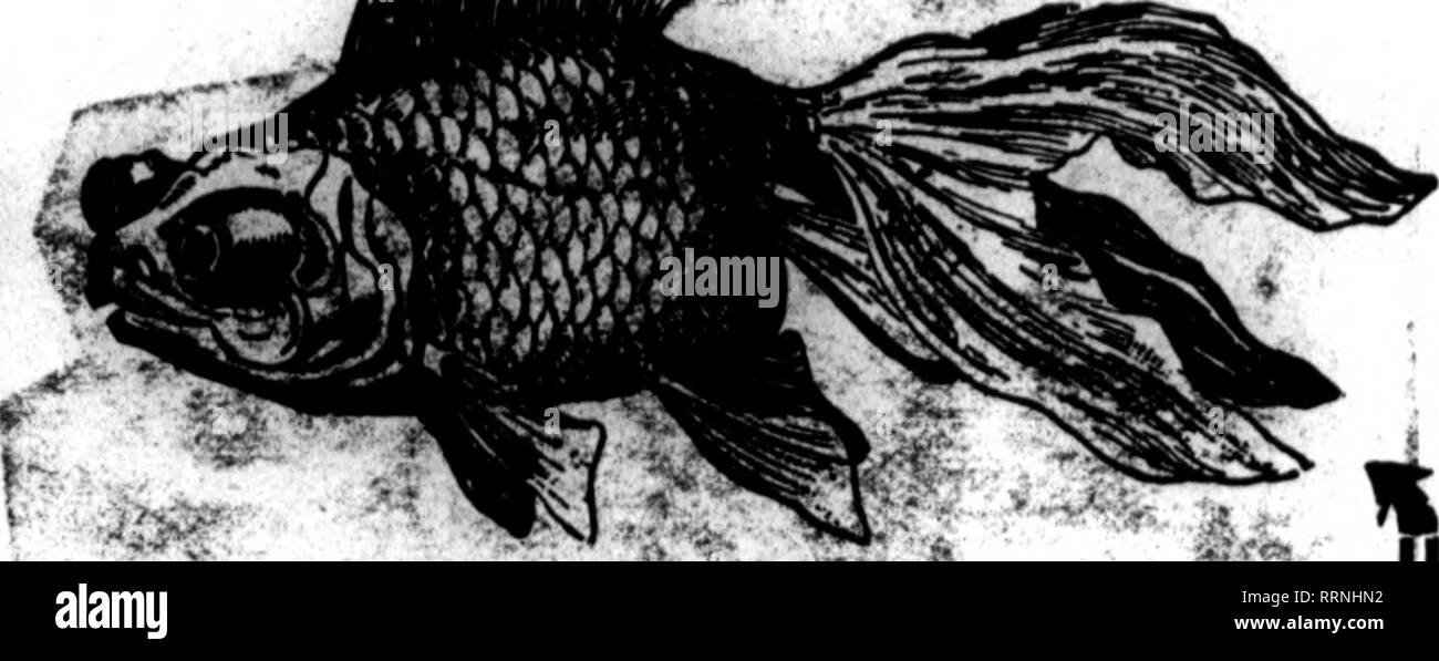 . Floristen Review [microform]. Blumenzucht. "H" r "ICH* ein besonderes Angebot, dass maana einen großen Gewinn für YiU: KOSTENLOSE-10 D LIVE GOLDFISCH DIESE SPEZIELLE KOMBINATION KOSTET SIE. $ 25,00 SIE EINZELHANDEL FÜR 54,30 IHR PROFIT IST 29.30 Wir BuoceaafuUy zu jedem Teil dieses Landes Schiff - Paclflo Küste D beschäftigt erhalten für Fsme-Urlaub. In ihrer Bestellung senden TOOAT Für prompte Lieferung 1 doB" n 4-Zoll Globen, retail für 1 doseii 9-Zoll Qlobes, retail für 1 Dutzend 7-In. oder oval Globen, Einzelhandel Vi Dutzend 8^-Zoll Globen, Einzelhandel tor% dusen WVb - lnch Globen, retail für 1/9 Dosen 10-Zoll Qlobes, retail für 1/12 dosen llH-lnch Stockfoto