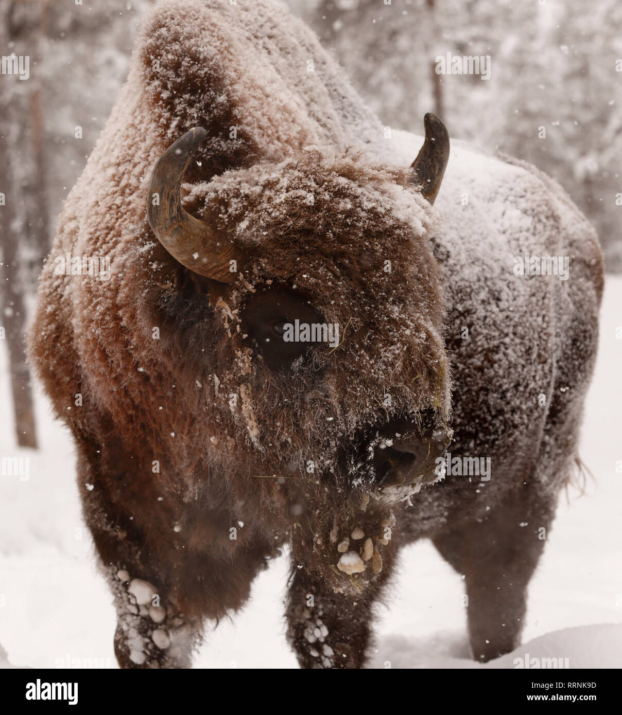 Enge Sicht der Europäischen Bison und Wisent in tiefer und immer noch fallenden Schnee Stockfoto