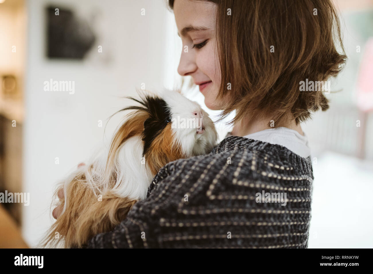 Mädchen mit niedlichen, langhaarigen Meerschweinchen Stockfoto
