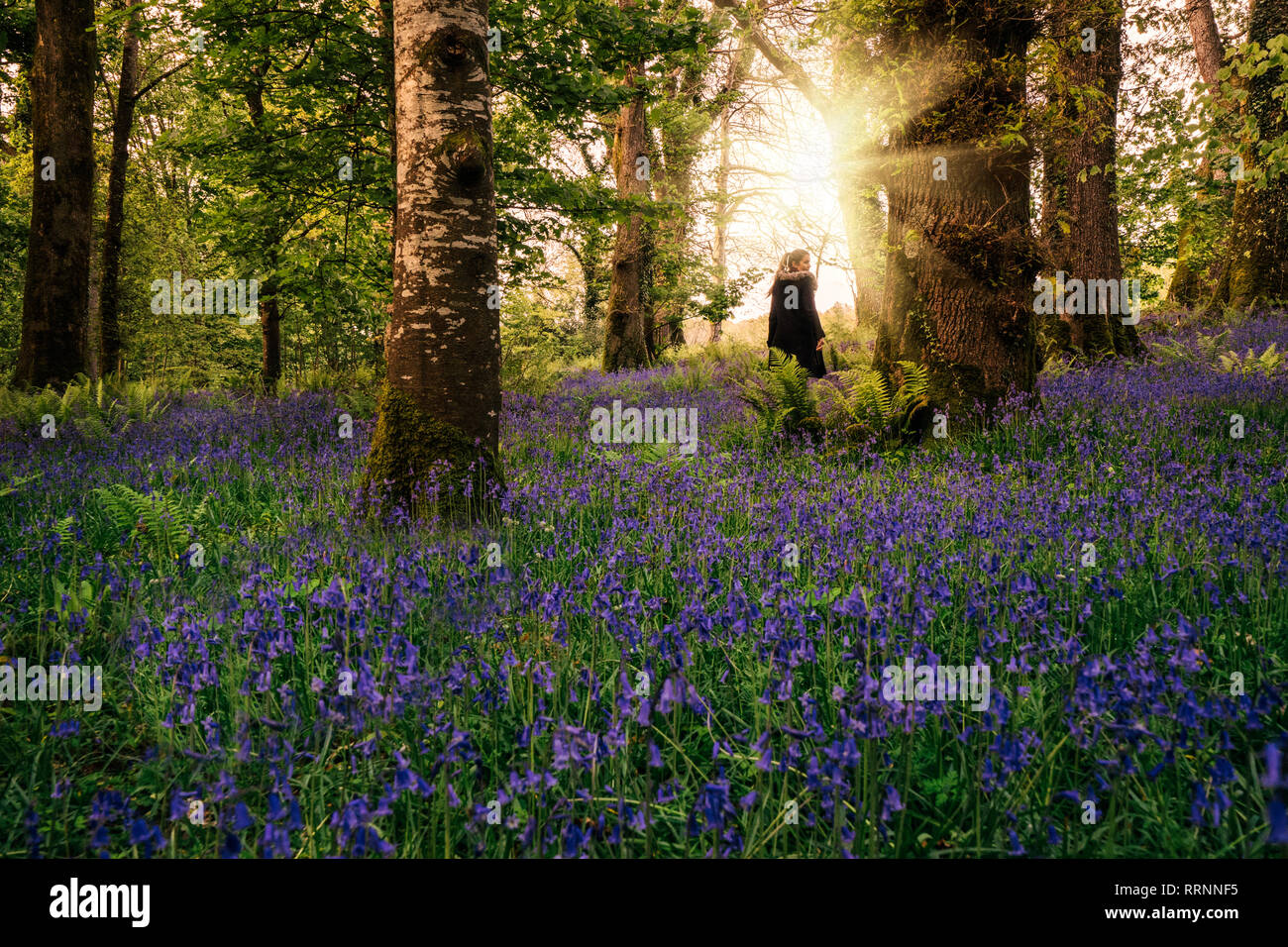 Frau Wandern in idyllischer Frühjahr Holz mit lila Wildblumen, Kerry, Irland Stockfoto