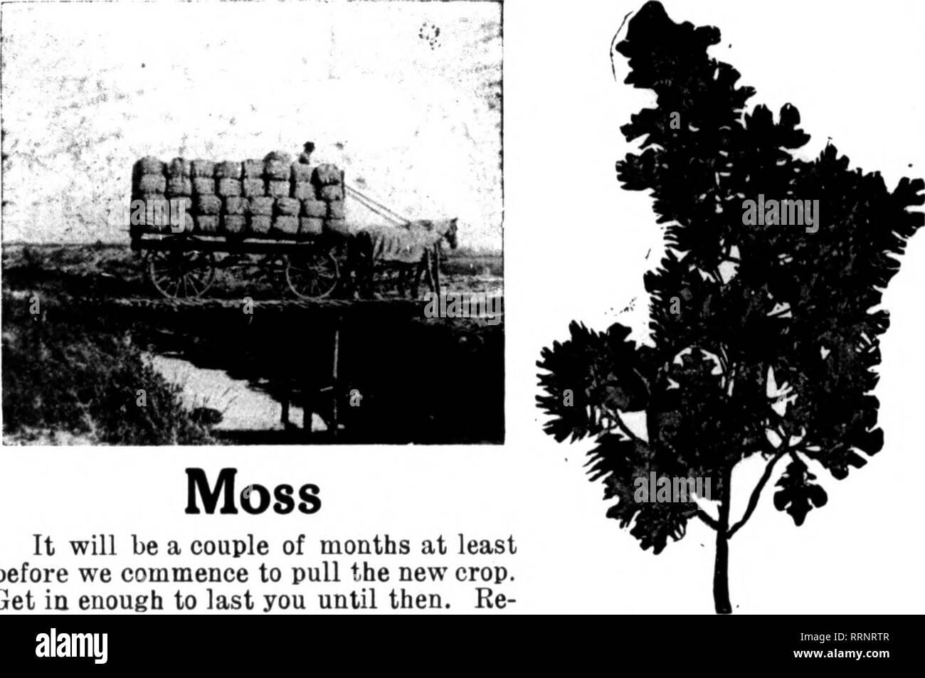 . Floristen Review [microform]. Blumenzucht. ArniL 8, 1915. Die Floristen^ 39 AV-V^jk | k TY^ EIN Y ¥^^^^^^^^^^^^^^^^^^, WABASH AVE. Am SEE ST. L. K AMU ALLE CU. "Tr.,.," 2. Chicago, Ill. Einladung SPEZIELLE KOMMEN^ ND FINDEN SIE UNS IN UNSEREM NEUEN zu Hause." Die Werte in der followinsr rosa Seiten aufgelistet sind nur ein paar Beispiele der großartigen Schnäppchen Wir bieten kann, wenn Sie "BESUCHEN SIE UNS" Diese Verkäufe sind für Menschen, die lesen Unsere advertisinsr. Erwähnen Sie dieses SONDERANGEBOT ZU SICHERN, spezielle Preise. Es endet am 30. April 1915. Es. Es wird noch ein paar Monate mindestens sein, bevor wir beginnen zu Pu Stockfoto