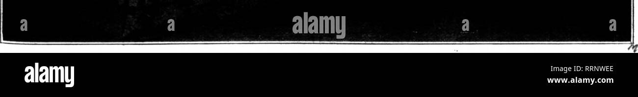 . Floristen Review [microform]. Blumenzucht. ^ UST plain Flower Show nicht mehr durch seine unembel veröffentlichten Schönheit serviert eine satt öffentliche Interesse, so diese Woche haben wir eine "Grand Floral Festival,'' mit dirnen im klassischen Kostüm tun Blume Tänze zur Musik von, ein orcliestra; wir Anzeigen flo-ral-Neuheiten" für persönliche Verzierung" auf lebende Modelle zu Parade beworben mit dem Schirmherren der Ausstellung; wir Bilder zeigen, die wir Vortrag, erhalten wir Sun-beam Damen zu helfen, unsere Tickets verkaufen und mieten wir einen drücken Sie Agent, dessen Fer-tile Gehirn liefert alles, was zu fehlen scheint zu ma Stockfoto