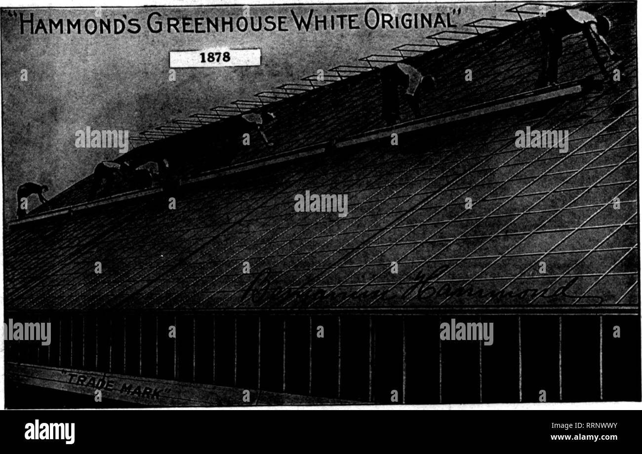 . Floristen Review [microform]. Blumenzucht. • • •;^4-R •?&gt; -' £? ,.'f"Tr''^ATJ 9 UBT 19, 1910. Die Floristen^ Review 115? tTABLISHID IN 1 S 78 HAMMOND'S FARBE UND SLUG SCHUSS ARBEITET BENJAMIN HAMMOND, Vorschl.. "RIBHT AUF THK-JOB "ICH Dies ist unsere Trsds Mark mnI ist Rssistsrsd der ths US Patsnt Offflcs HAMMOND'S GREENHOUSE weiße Farbe Holz Bros.. Floristen, Fishkill. N.Y.. AuKUSt 28. 1911. Wir haben die Twemlow Liauid Verglasung Putty verwendet für Viele ein Jahr zu nutzen. Wir haben die Twemlow Flüssigkeit Putty auf einige der besten Arbeiten verwendet. Es ist cood. Charles Mitchell, Poughkeepsie, N.Y. Immer Wenn Ich don Stockfoto